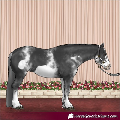Horse Color:White Spotted Black Frame 