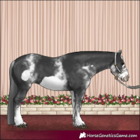 Horse Color:White Spotted Black Frame