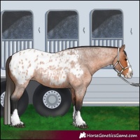 Horse Color:Bay Roan Splash Appaloosa