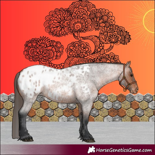 Horse Color:Bay Roan Appaloosa 