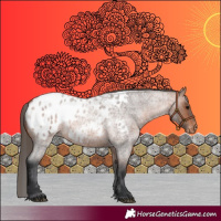 Horse Color:Bay Roan Appaloosa 