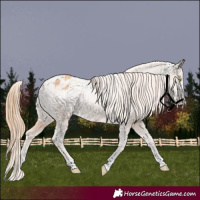 Horse Color:Gold Champagne Appaloosa 