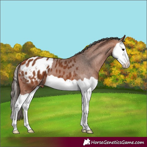 Horse Color:Bay Splash Blanket 