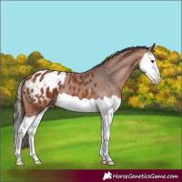 Horse Color:Bay Splash Appaloosa
