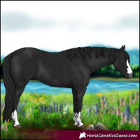 Horse Color:Gray Black 