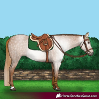 Horse Color:Gray Red Roan 