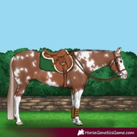 Horse Color:White Spotted Chestnut Splash 