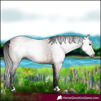 Horse Color:Gray Bay 