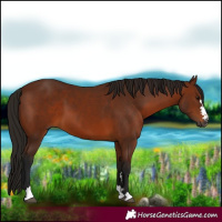 Horse Color:Gray Bay 