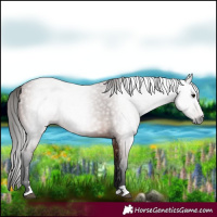 Horse Color:Gray Bay 