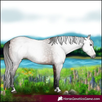 Horse Color:Gray Bay 