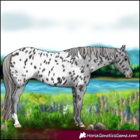 Horse Color:Black Appaloosa 