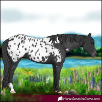 Horse Color:Black Appaloosa 