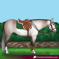 Horse Color:Gray Bay 