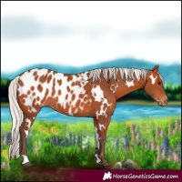 Horse Color:White Spotted Silver Bay Appaloosa 