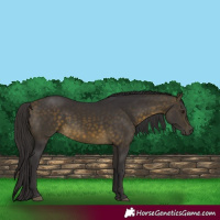 Horse Color:Buckskin 