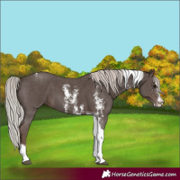 Horse Color:Silver Black Sabino Tobiano 