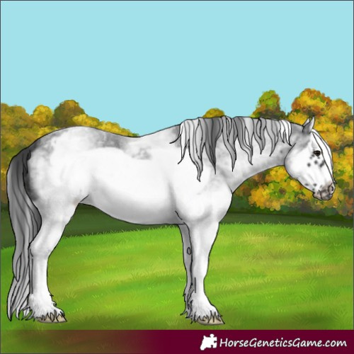 Horse Color:White Spotted Blue Roan Splash Frame Appaloosa 