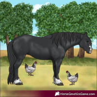 Horse Color:Black 