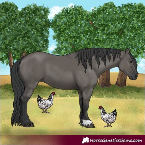 Horse Color:Grullo 