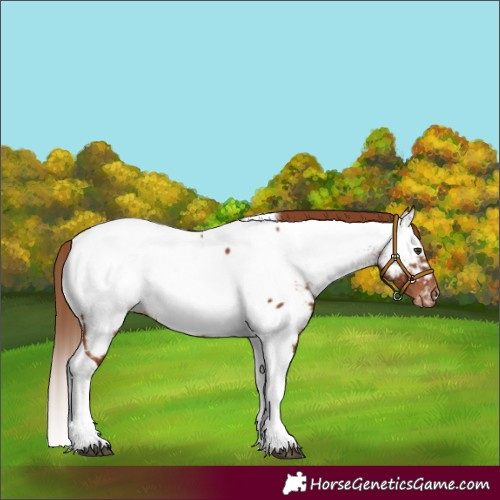 Horse Color:Chestnut Tobiano Appaloosa 