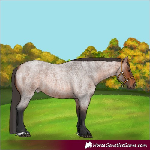 Horse Color:Bay Roan 