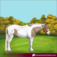 Horse Color:Chocolate Palomino Tobiano Frame Varnish 