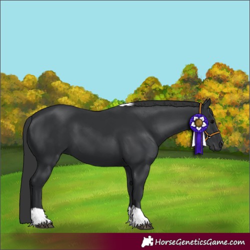 Horse Color:Black Tobiano 