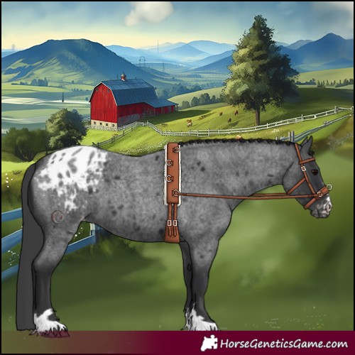 Horse Color:Blue Roan Appaloosa 