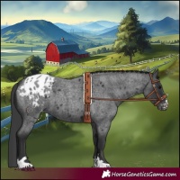 Horse Color:Blue Roan Appaloosa 