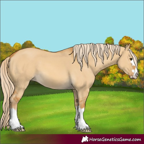 Horse Color:Unknown 
