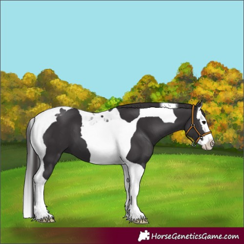 Horse Color:Smoky Black Splash Tobiano