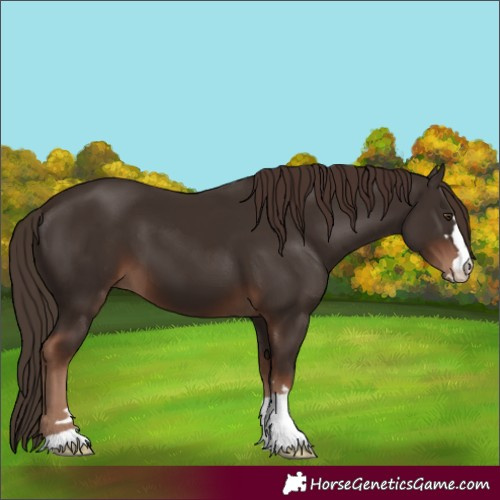 Horse Color:Unknown 