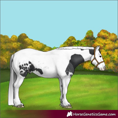 Horse Color:Black Splash Tobiano Appaloosa 