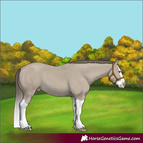 Horse Color:Classic Cream Champagne Splash 