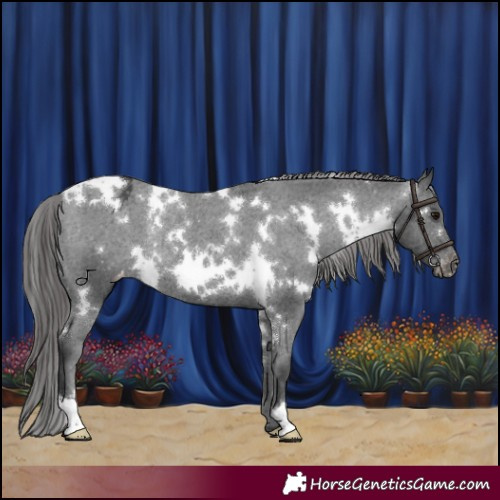Horse Color:White Spotted Black Appaloosa Rabicano 