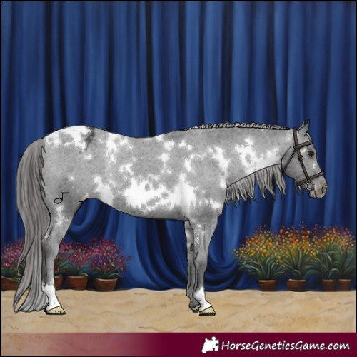 Horse Color:White Spotted Black Appaloosa Rabicano 