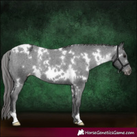 Horse Color:White Spotted Black Appaloosa Rabicano 