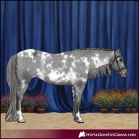 Horse Color:White Spotted Black Appaloosa Rabicano 