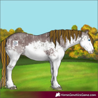 Horse Color:Painted Buckskin Ice Dun Sabino Splash Rabicano  and Smoky Grullo Sabino Splash Rabicano 