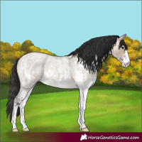 Horse Color:Bay Roan Dun Sabino 