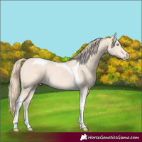 Horse Color:Perlino Tobiano Rabicano 
