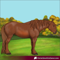 Horse Color:Chestnut 