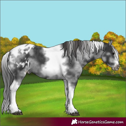 Horse Color:White Spotted Black Splash Tobiano Frame Appaloosa