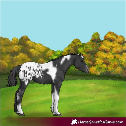 Horse Color:Black Tobiano Frame Appaloosa 