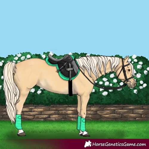 Horse Color:Palomino 