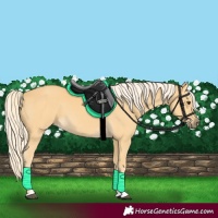 Horse Color:Palomino 