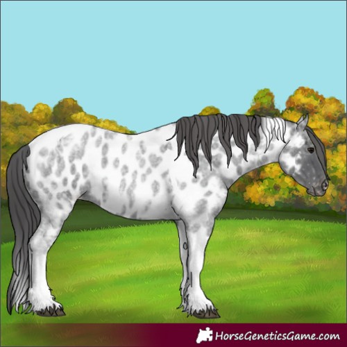 Horse Color:Blue Ice Roan Tobiano Near Leopard 