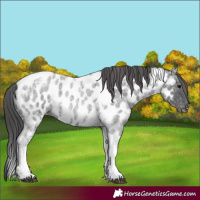 Horse Color:Blue Ice Roan Tobiano Near Leopard