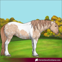 Horse Color:Red Dun Ice Tobiano 